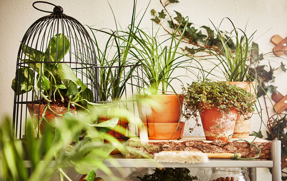 plantas en el balcón