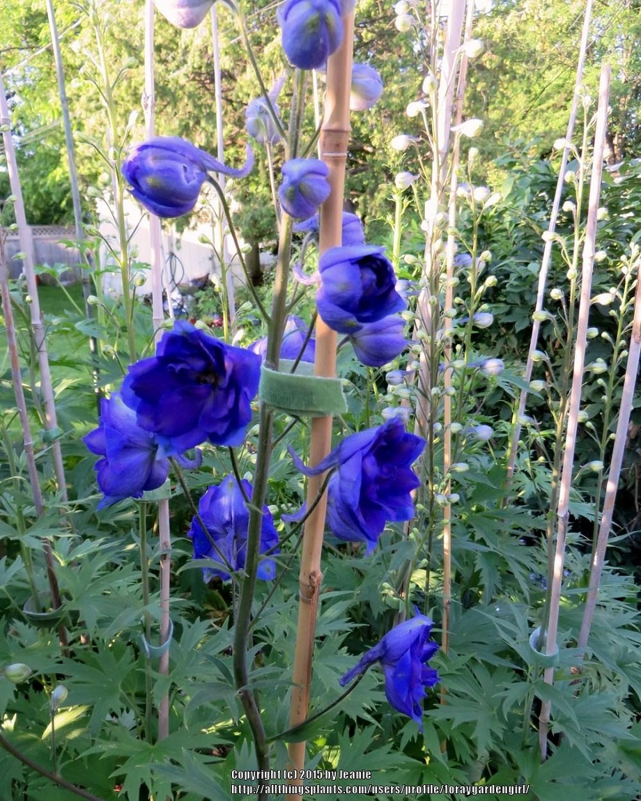 proteger el jardín de fuertes lluvias