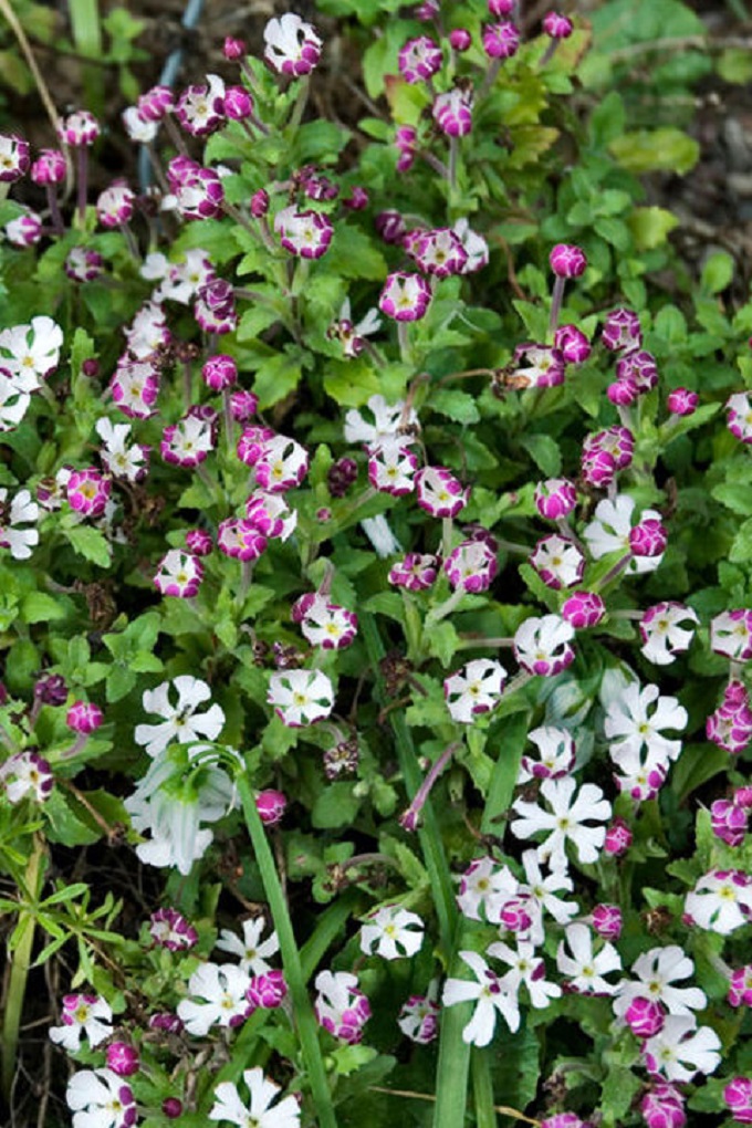 flores que florecen por la noche