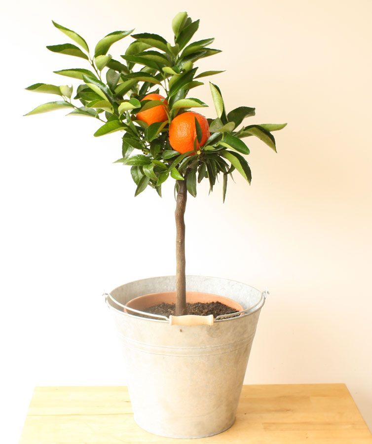 cultivar un árbol mandarino