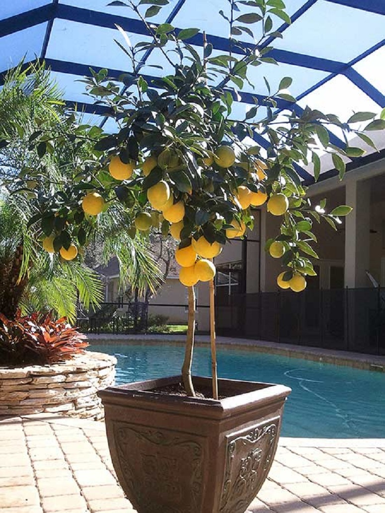 cultivar un limonero en una maceta