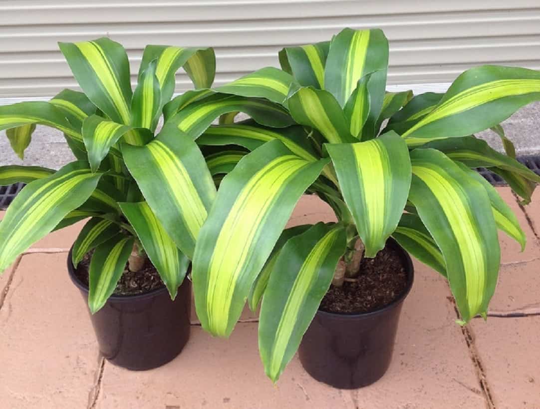 cuidar un palo de agua