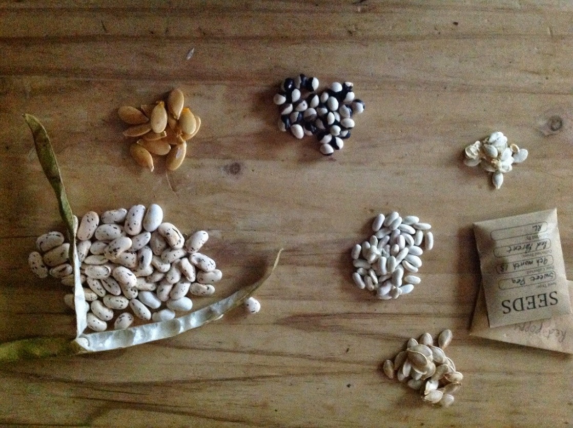 semillas de la huerta